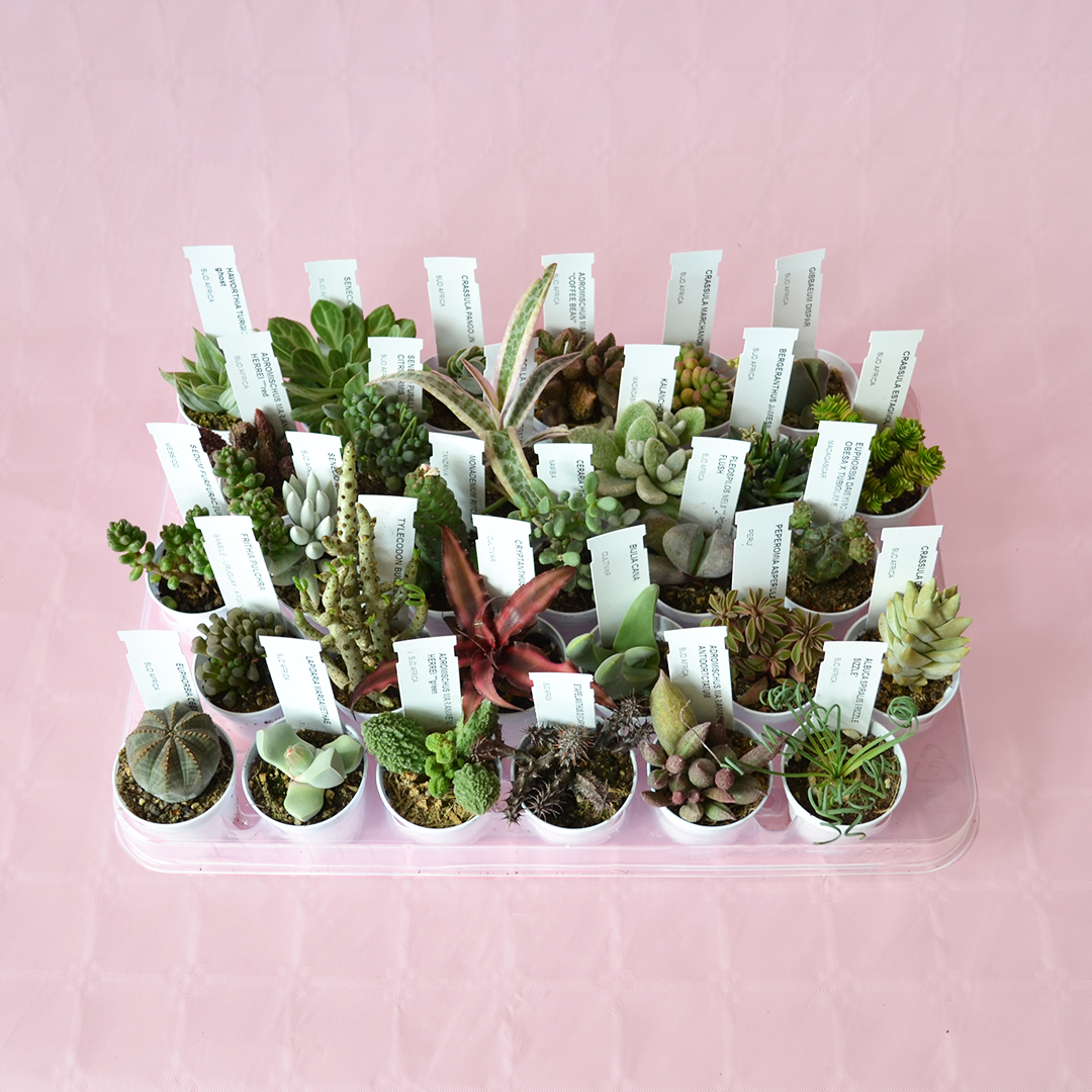 Set 30 piante succulente assortite Ø 5,5 cm