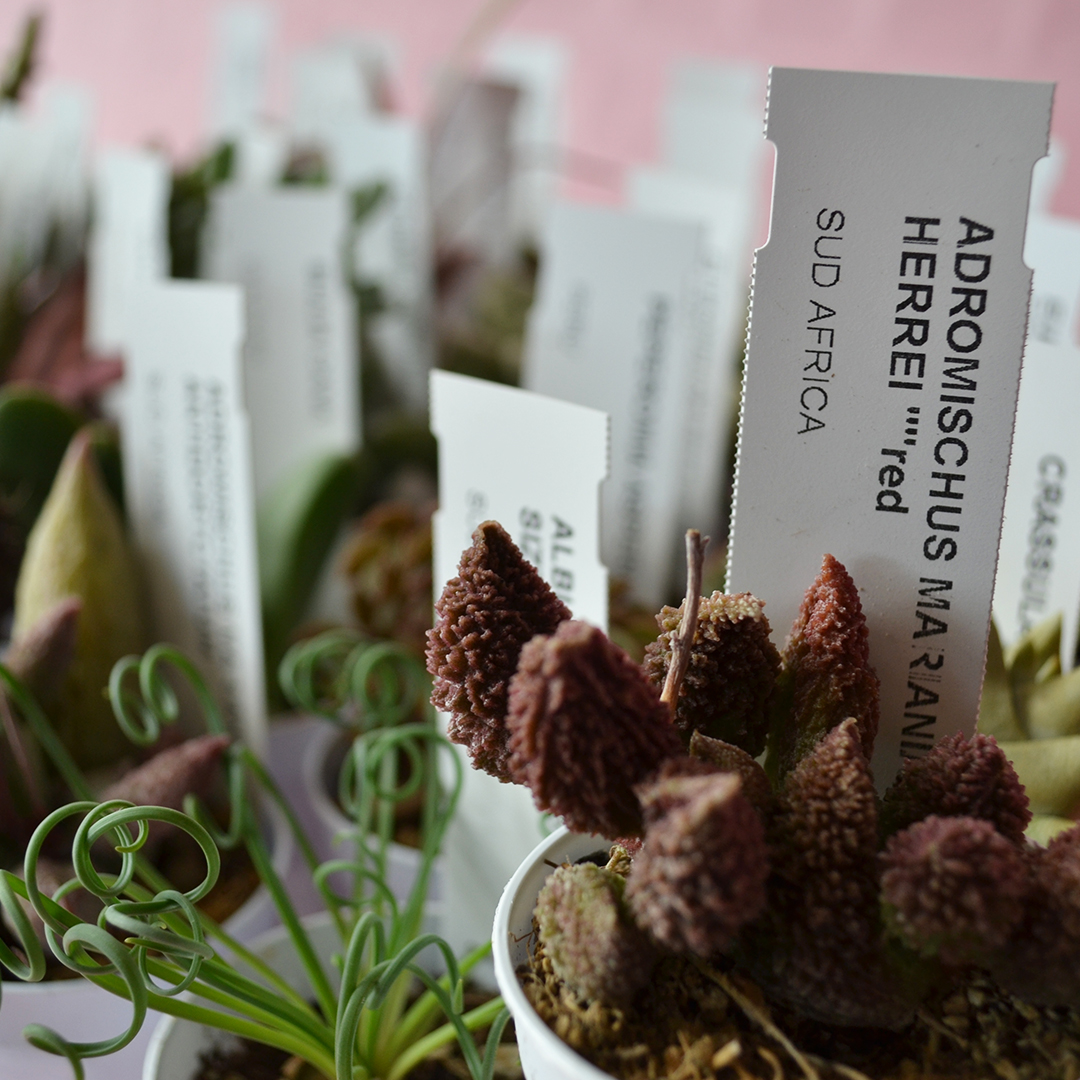 Collezione 30 piante succulente mix diam 5,5