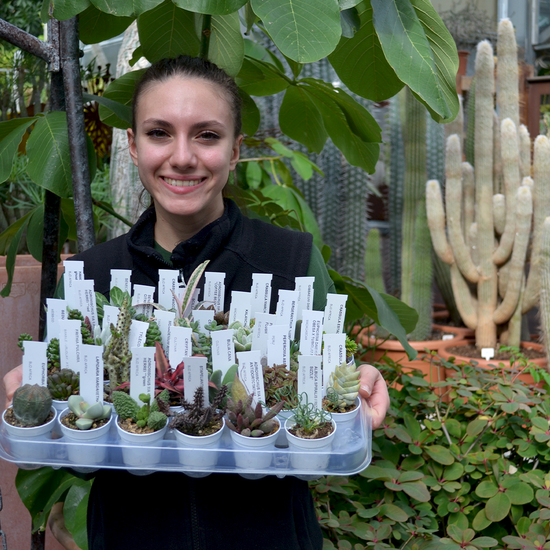 Collezione 30 piante succulente mix diam 5,5