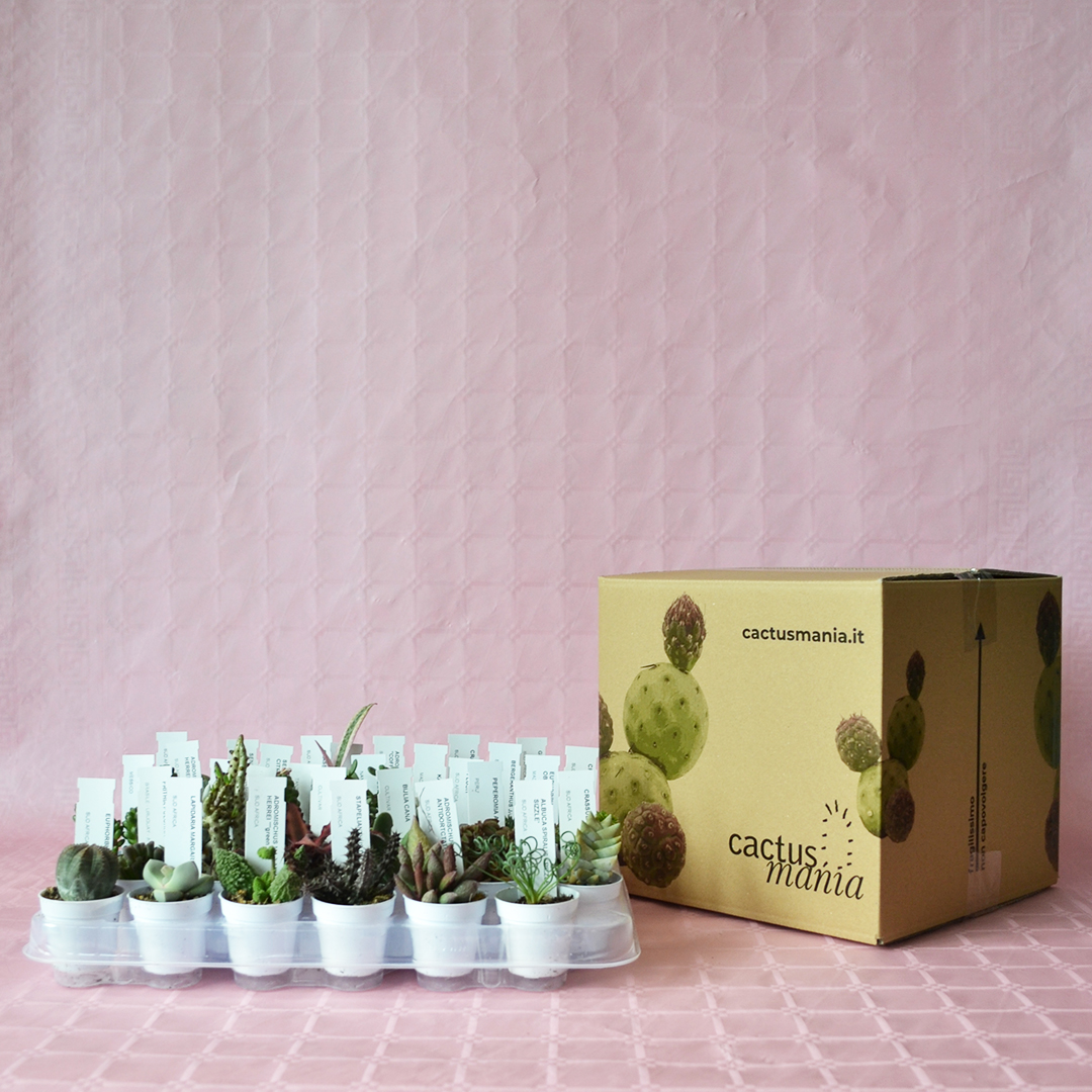 Collezione 30 piante succulente mix diam 5,5
