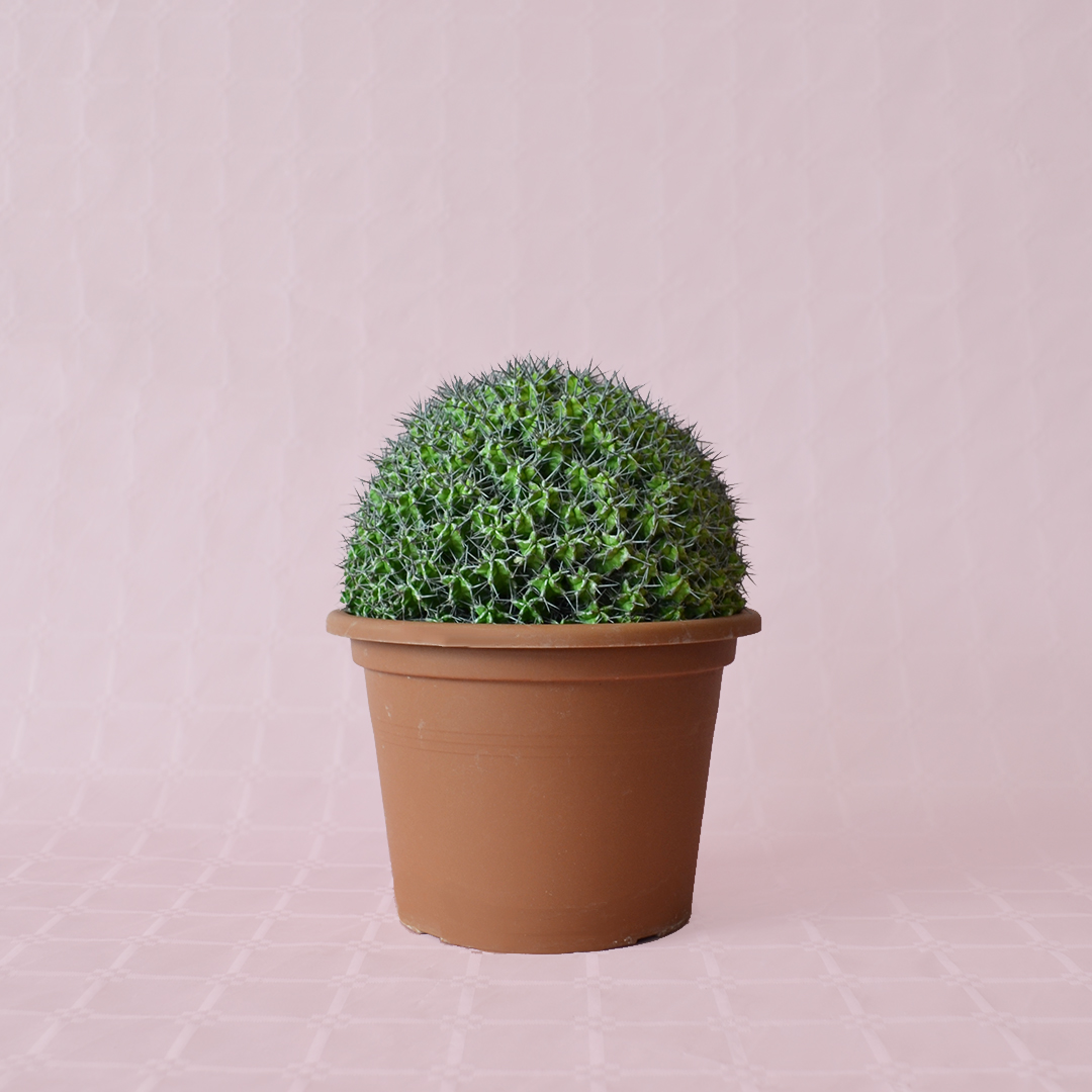 Euphorbia mitriformis innesto vaso 20