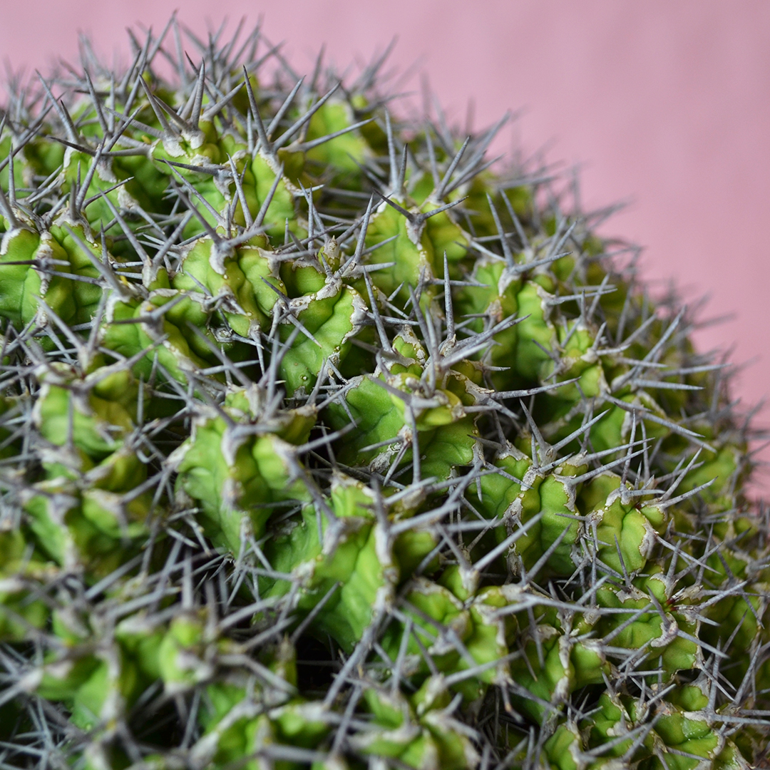 Euphorbia mitriformis innesto vaso 20