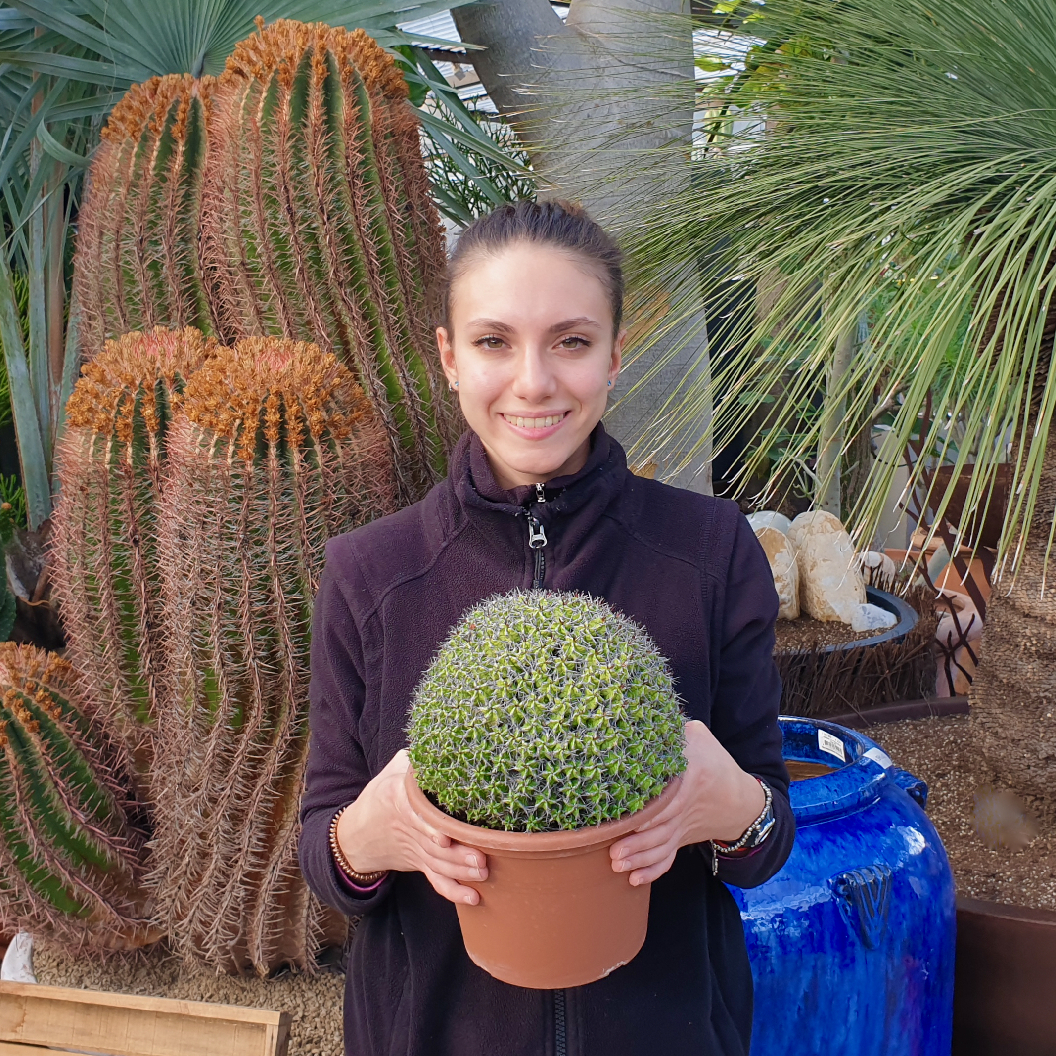 Euphorbia mitriformis innesto vaso 20