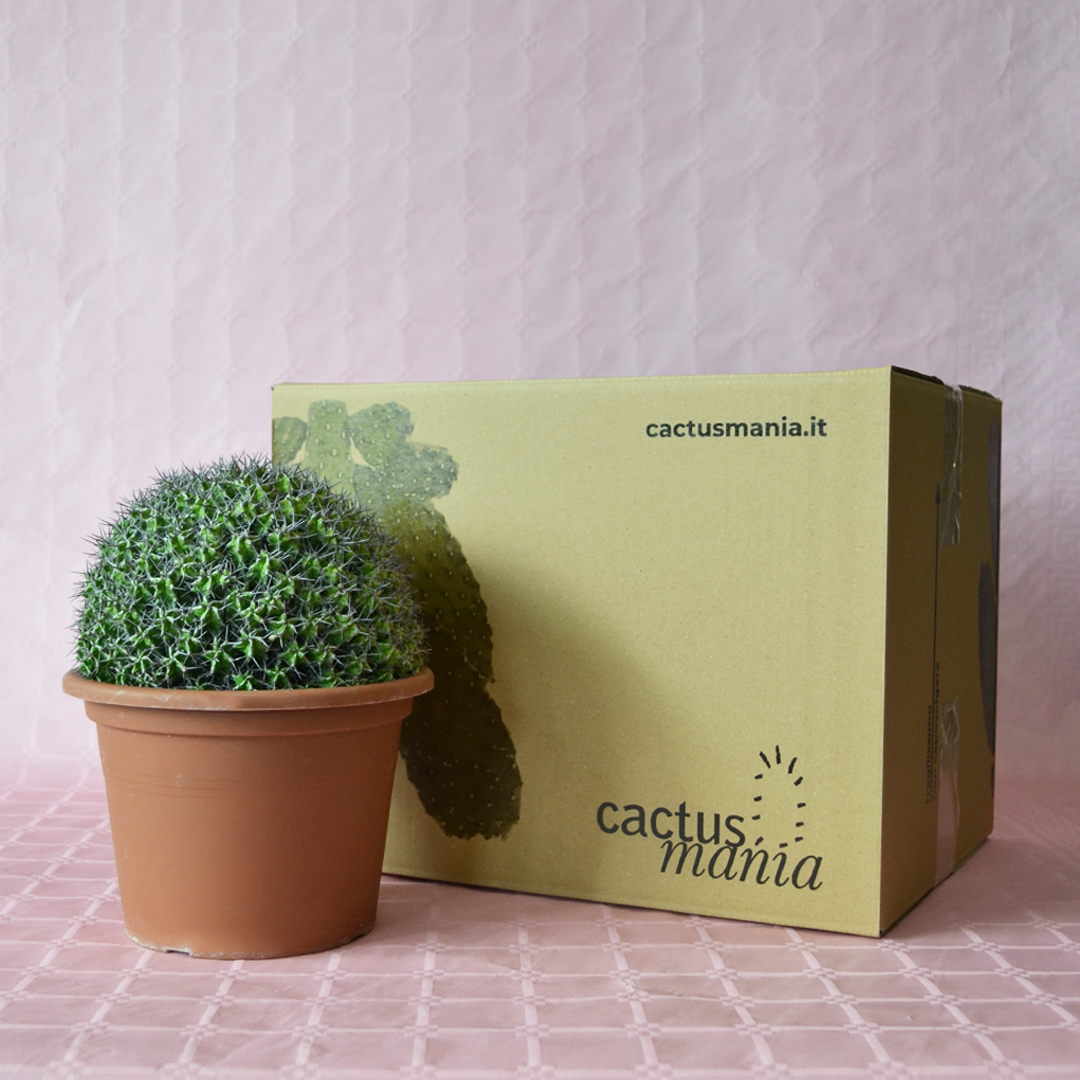 Euphorbia mitriformis innesto vaso 20