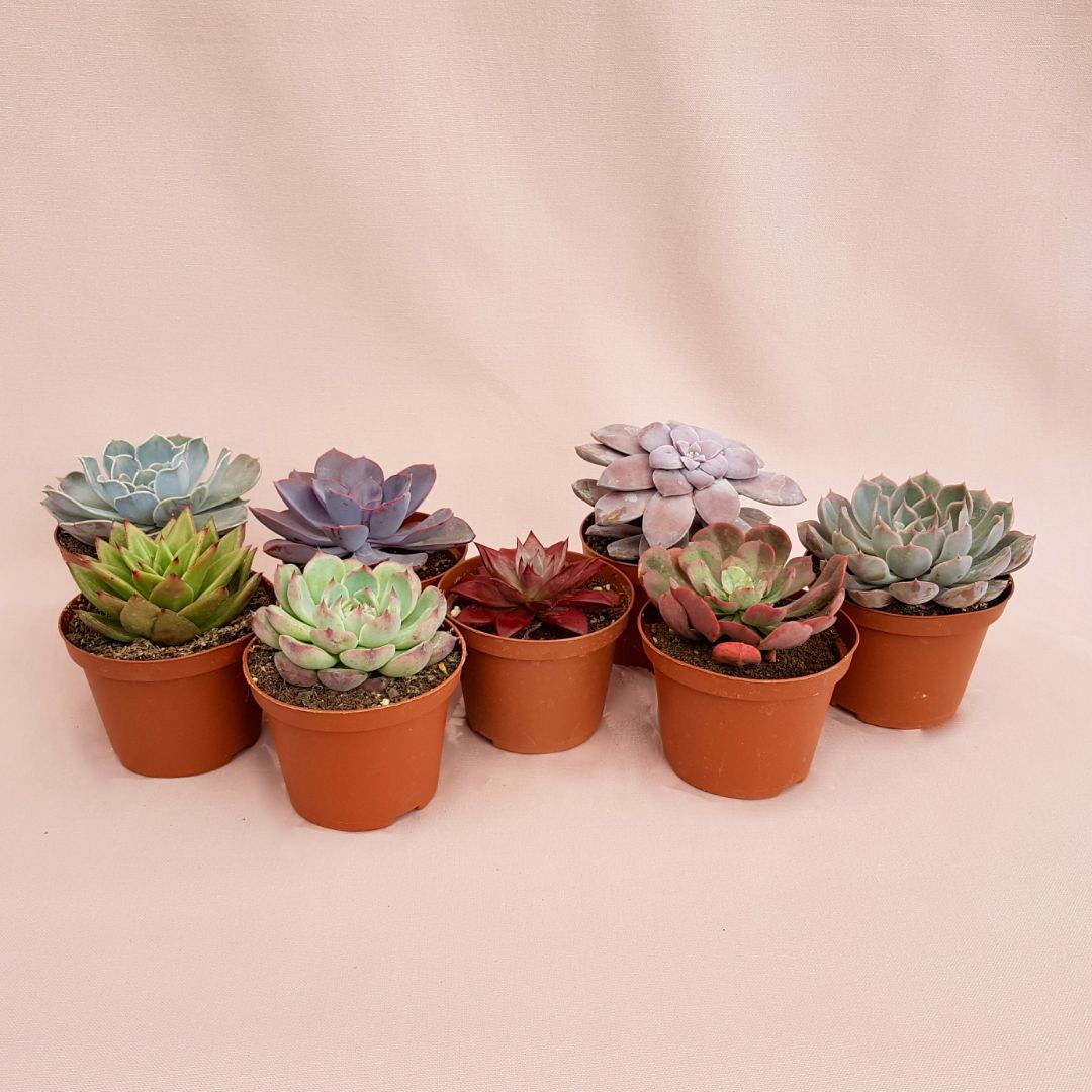 Set 8 piante Echeveria Ø 10,5 cm