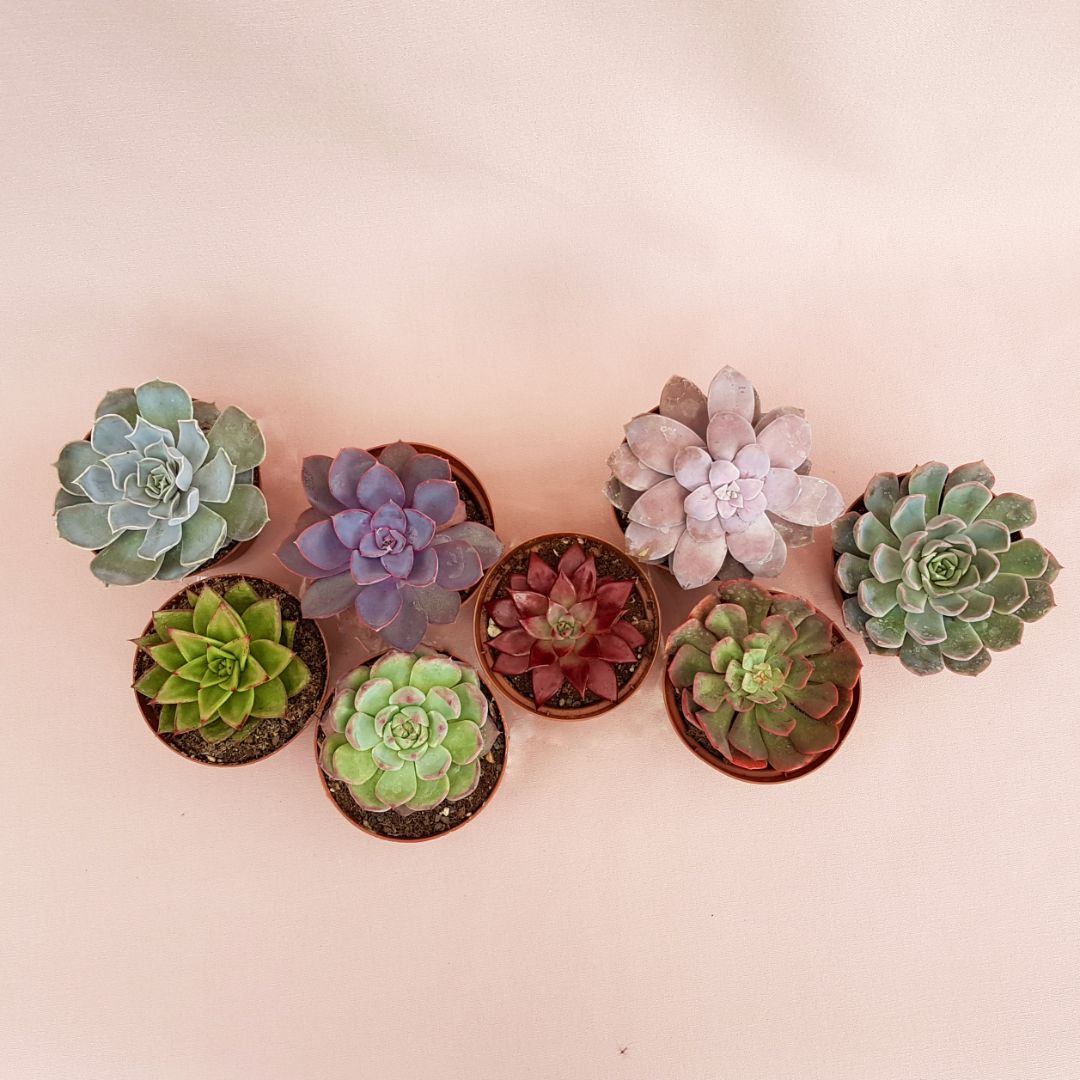 collezione echeveria 8 piante vaso 10,5-2