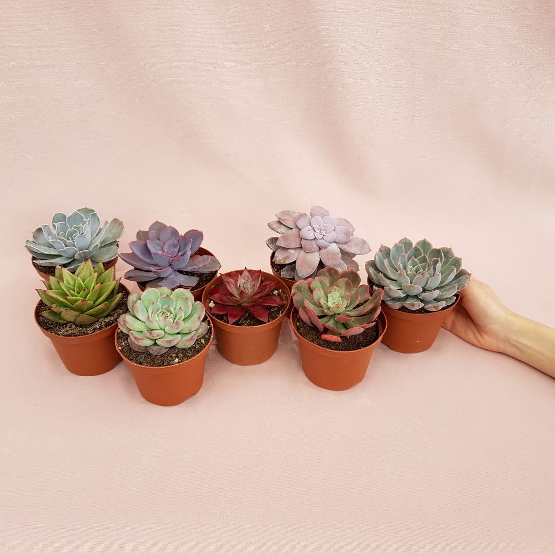 collezione echeveria 8 piante vaso 10,5-3