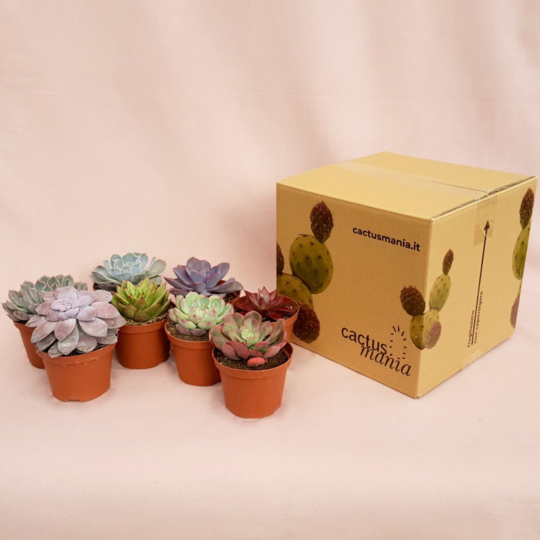 collezione echeveria 8 piante vaso 10,5-4