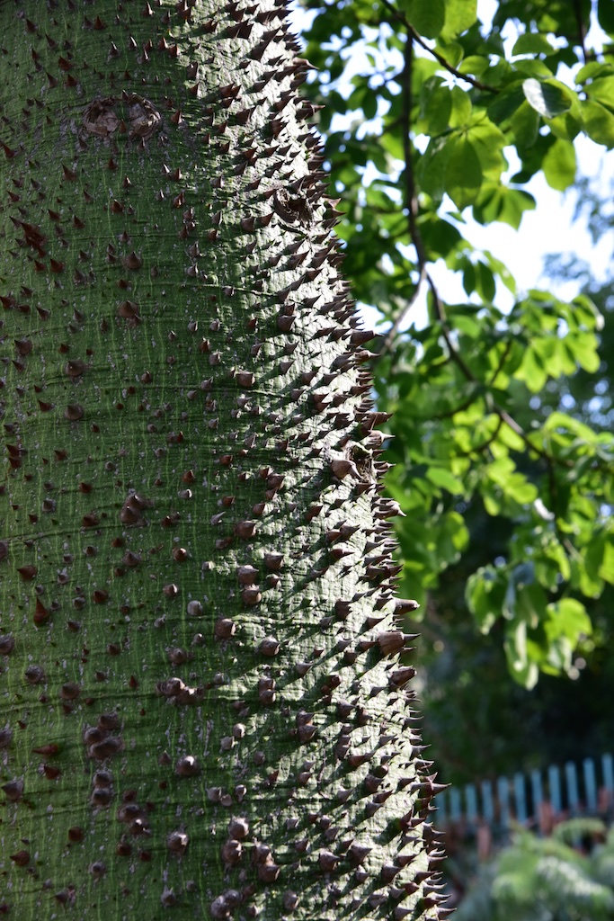 Ceiba speciosa, in passato nota come Chorisia speciosa Ceiba speciosa, in passato nota come Chorisia speciosa