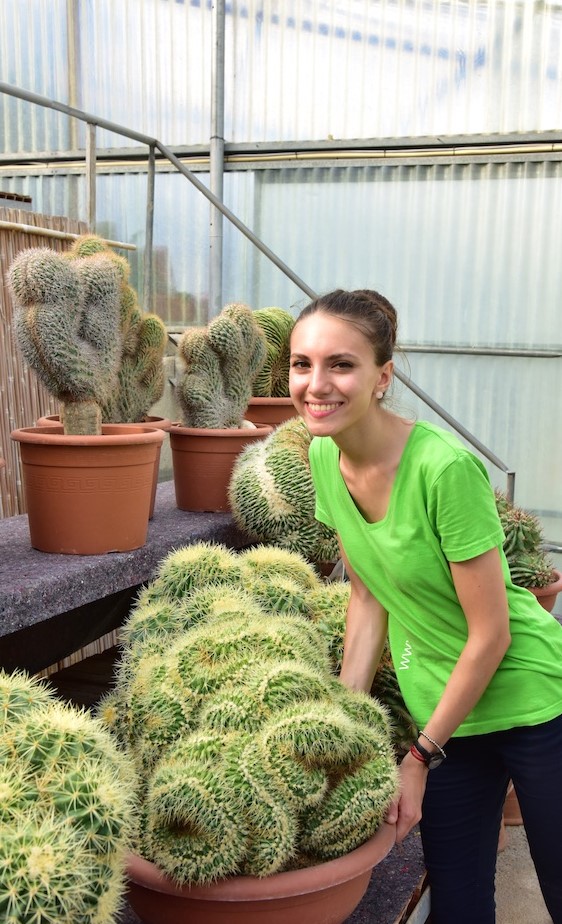 Echinocactus grusonii crestato Echinocactus grusonii crestato