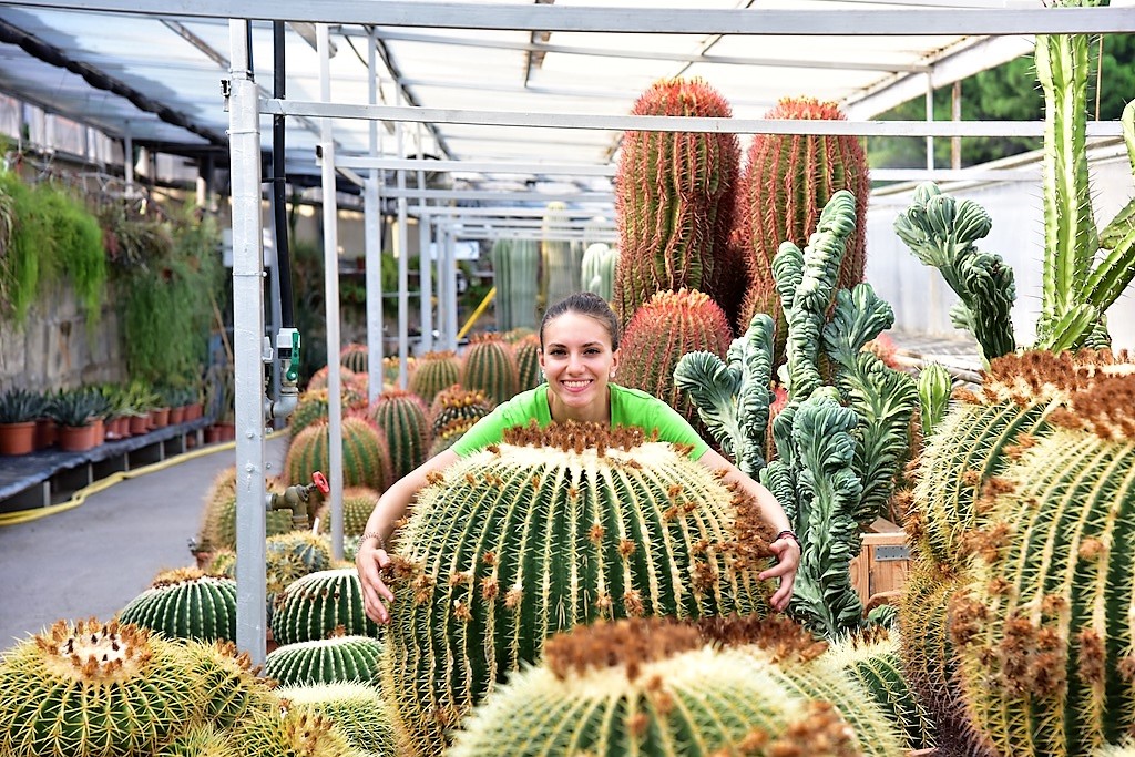 Echinocactus grusonii Echinocactus grusonii