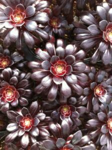 Aeonium arboreum nigra