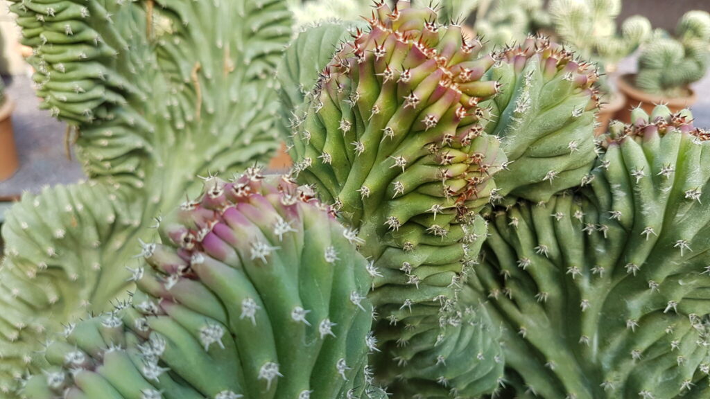 Lophocereus schottii crestato Lophocereus schottii crestato