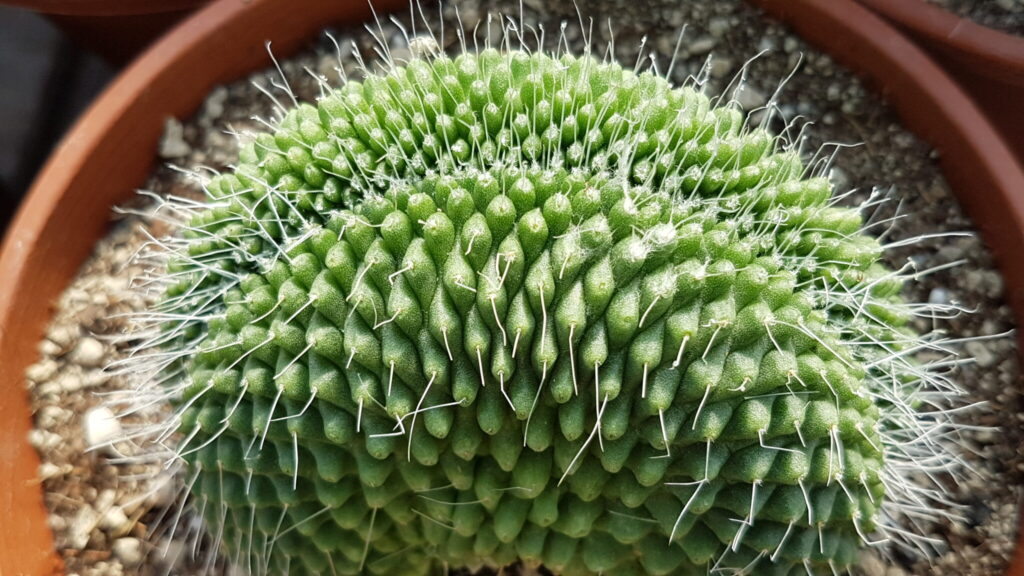Mammillaria spinosissima "Un Pico" Crestata