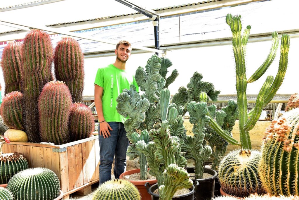 Myrtillocactus geometrizans crestato Myrtillocactus geometrizans crestato