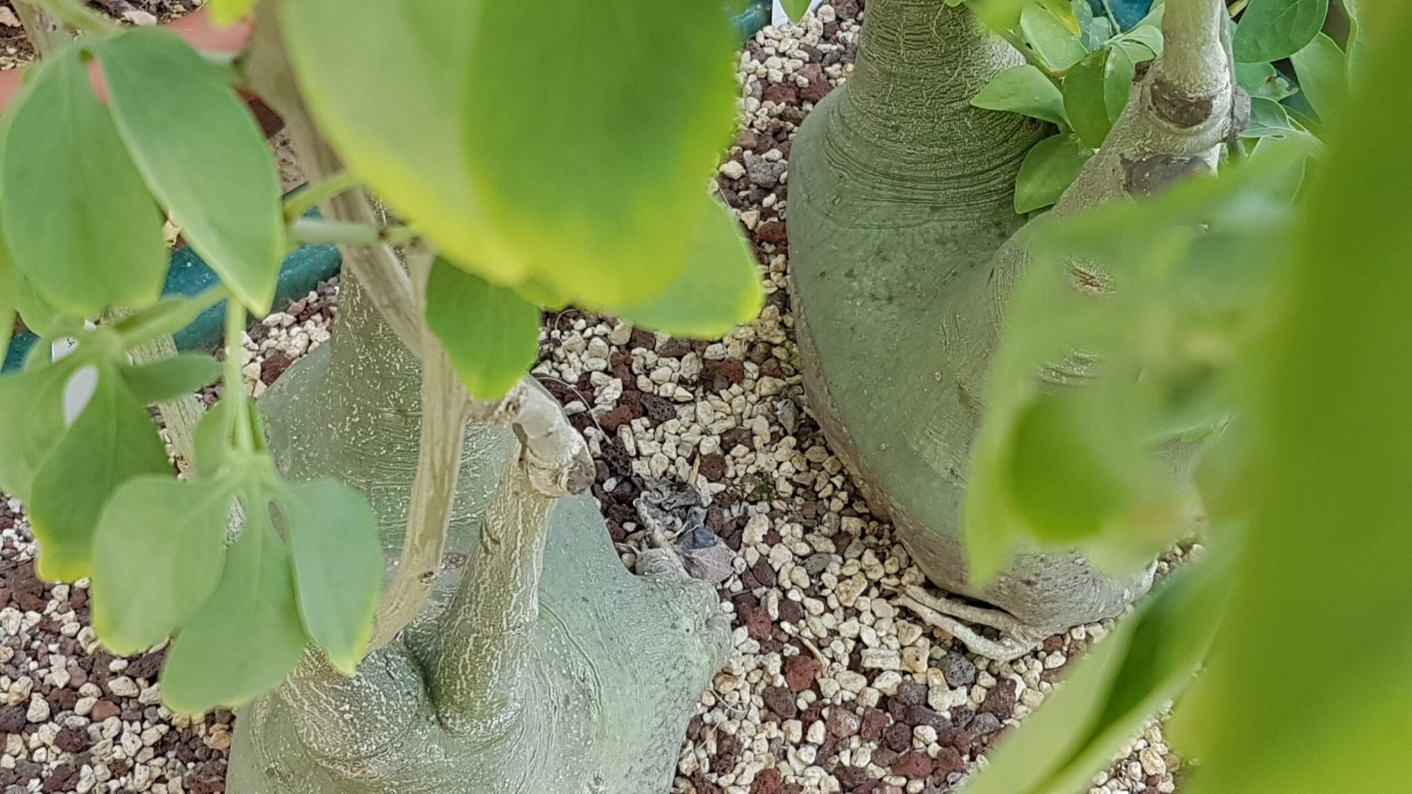 <h3><a href="https://www.cactusmania.live/piante/famiglie/passifloraceae/">Passifloraceae</a></h3>