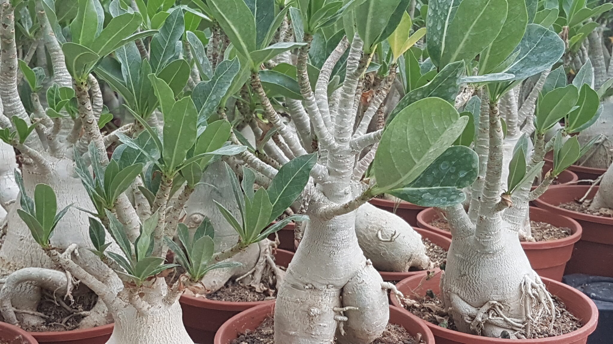 <h3><a href="https://www.cactusmania.live/piante/famiglie/apocynaceae/">Apocynaceae</a></h3>