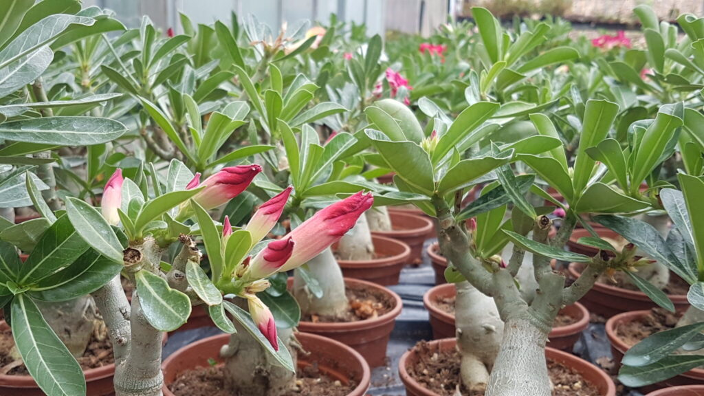 Adenium Adenium