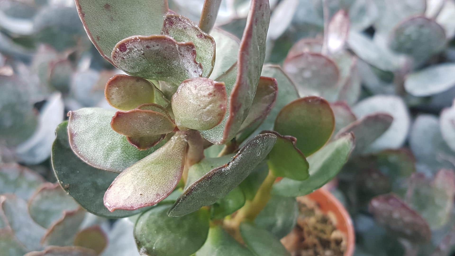 <h3><a href="https://www.cactusmania.live/piante/famiglie/crassulaceae/">Crassulaceae</a></h3>