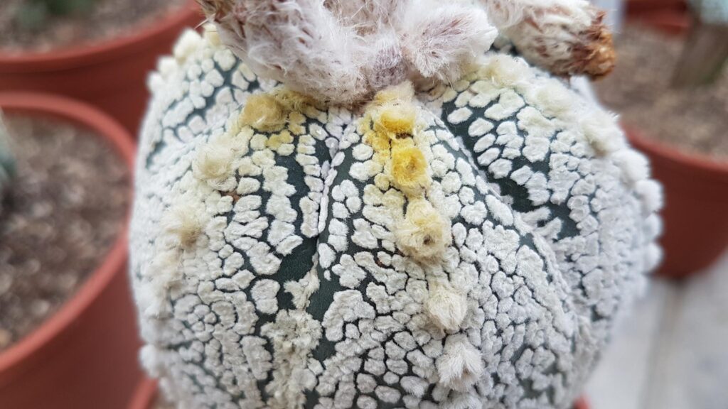 Astrophytum asterias cultivar Super Kabuto Astrophytum asterias cultivar Super Kabuto