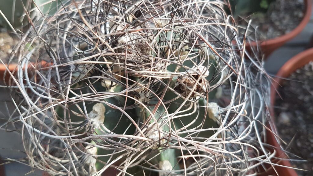 Astrophytum capricorne varietà Senile Astrophytum capricorne varietà Senile