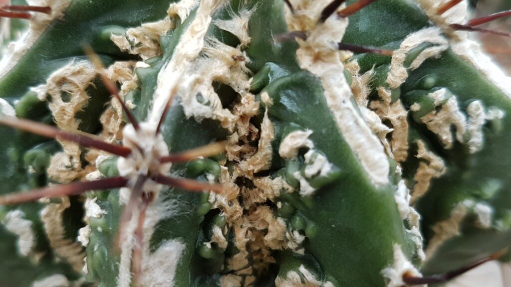 Astrophytum Hannia Astrophytum Hannia