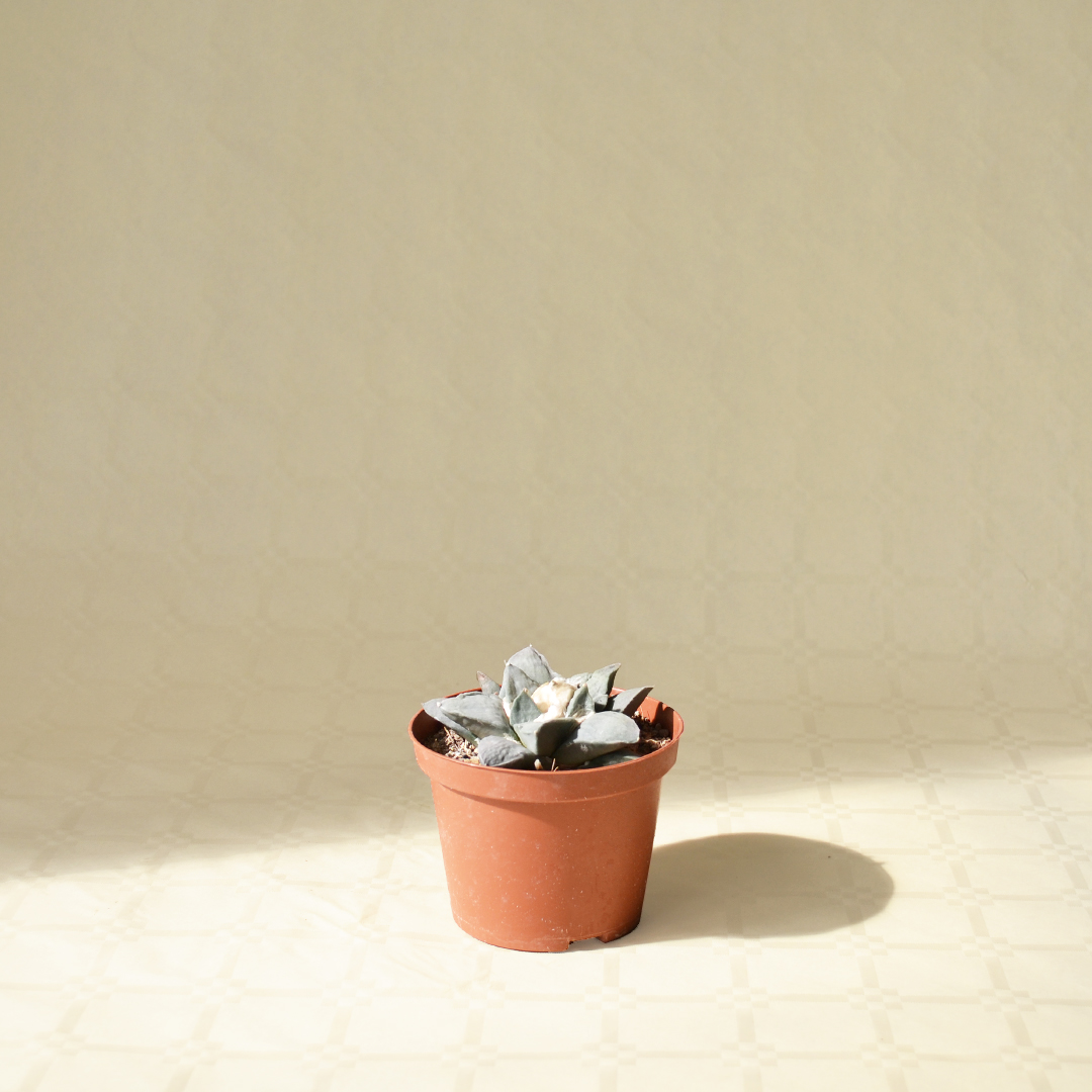 Ariocarpus retusus vaso Ø 10,5