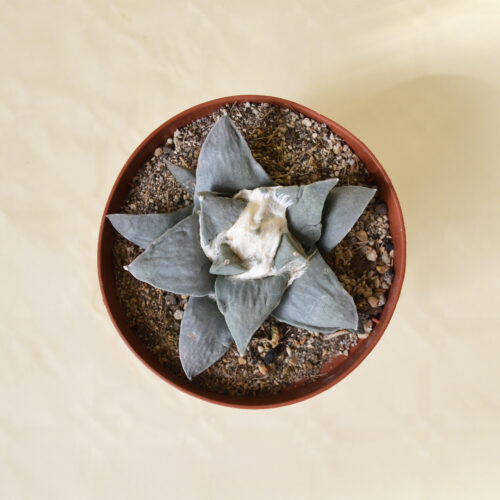 Ariocarpus retusus vaso Ø 10,5