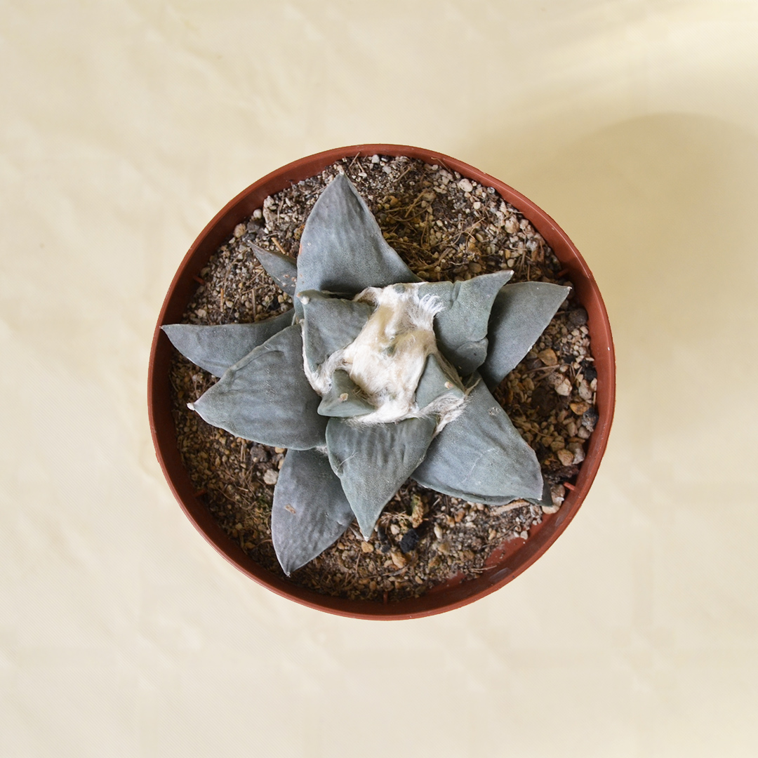 Ariocarpus retusus vaso Ø 10,5