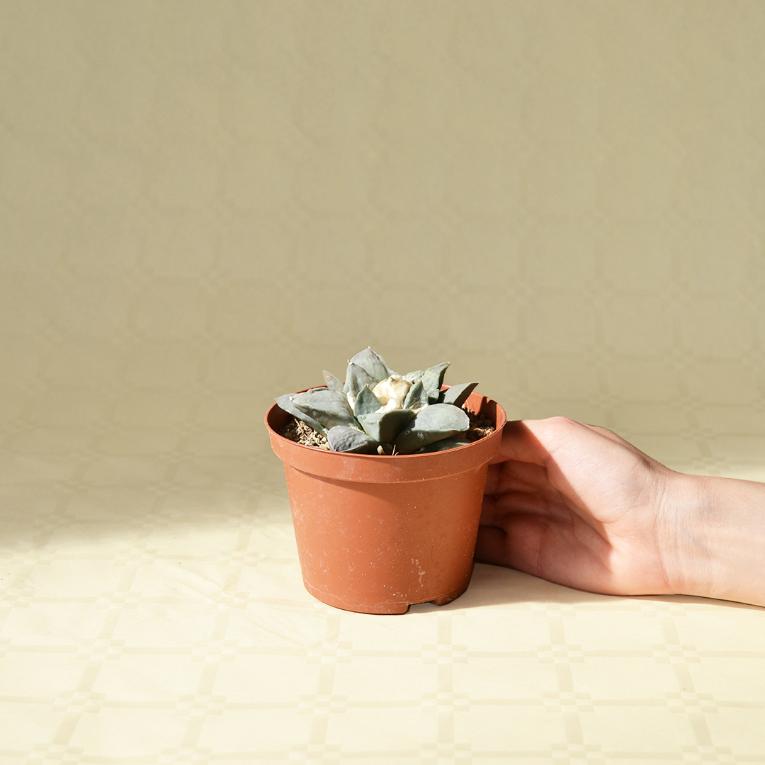 Ariocarpus retusus vaso Ø 10,5