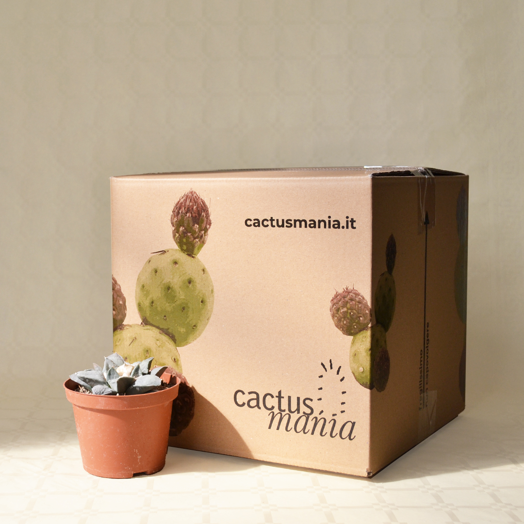 Ariocarpus retusus vaso Ø 10,5