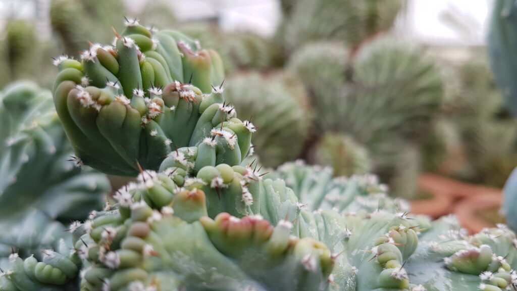 Mirtillocactus geometrizan crestato minor Mirtillocactus geometrizan crestato minor