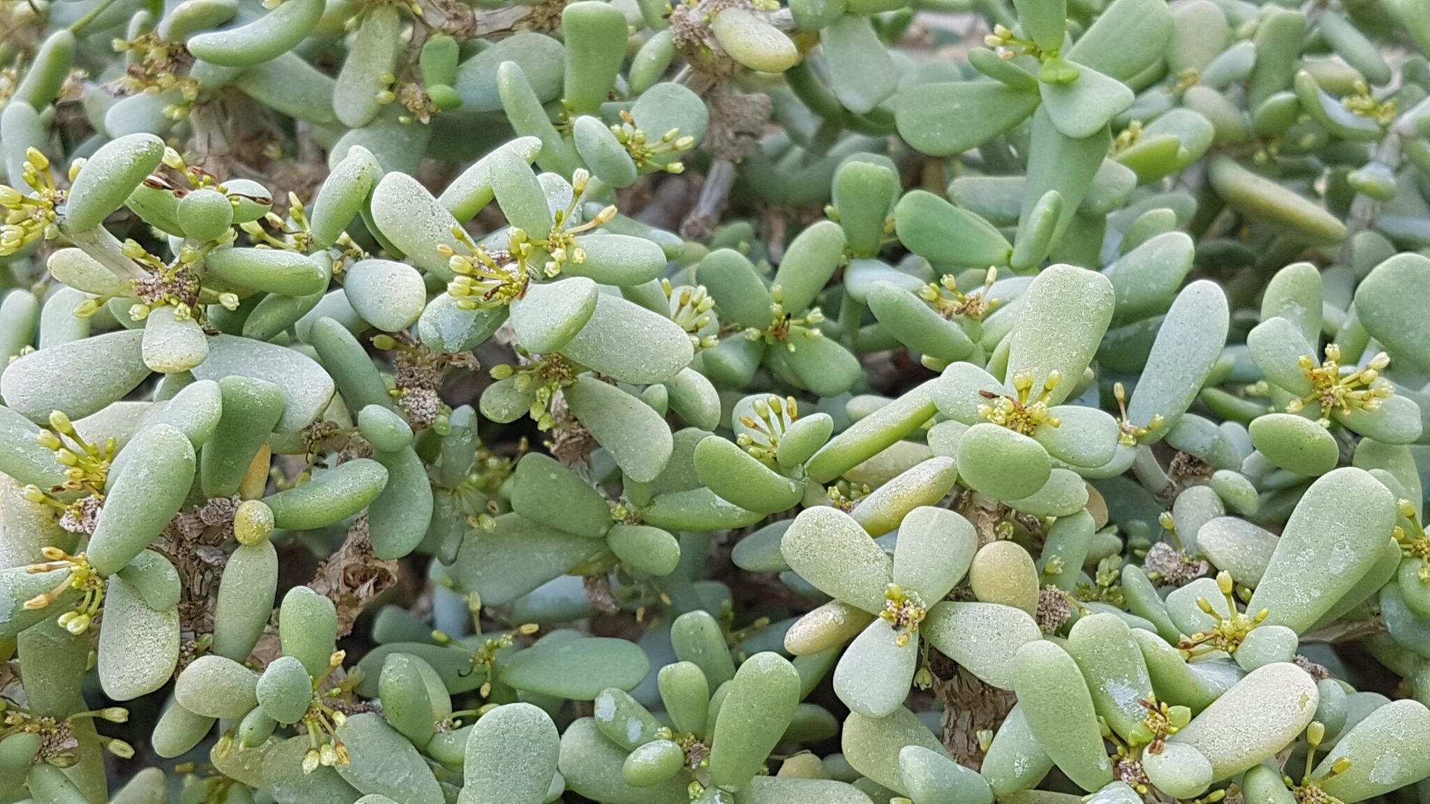 <h3><a href="https://www.cactusmania.live/piante/famiglie/portulacaceae/">Portulacaceae</a></h3>