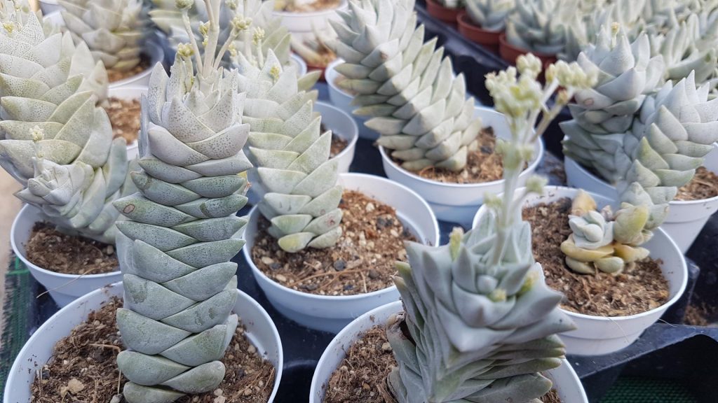 Crassula deceptor