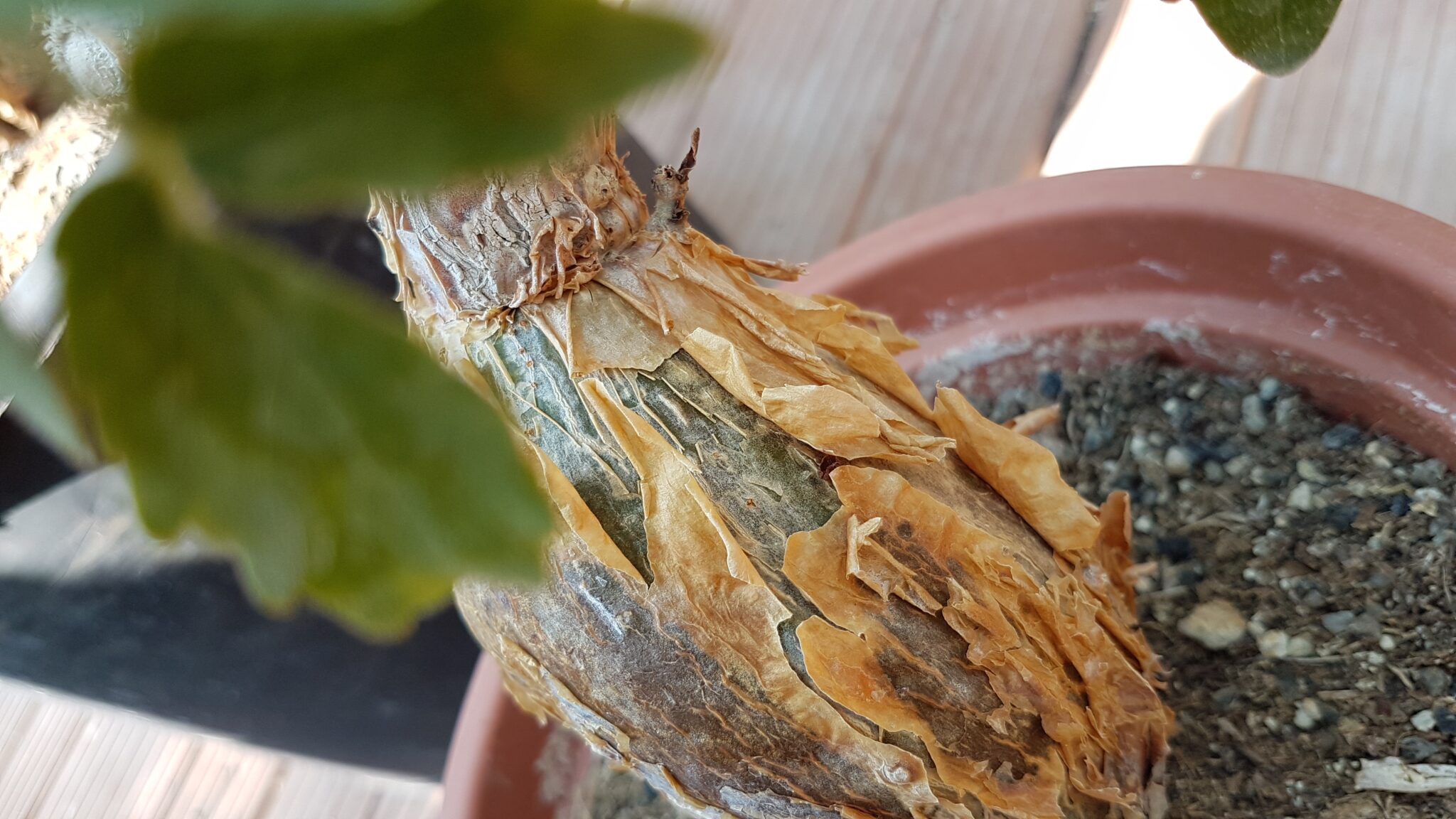 <h3><a href="https://www.cactusmania.live/piante/famiglie/vitaceae/">Vitaceae</a></h3>