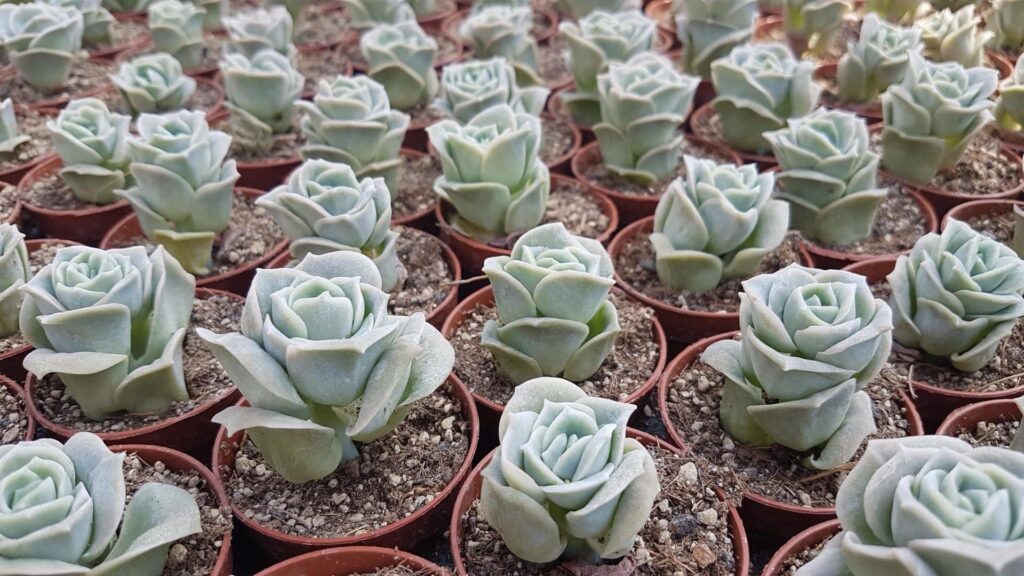 Echeveria Lovely Rose