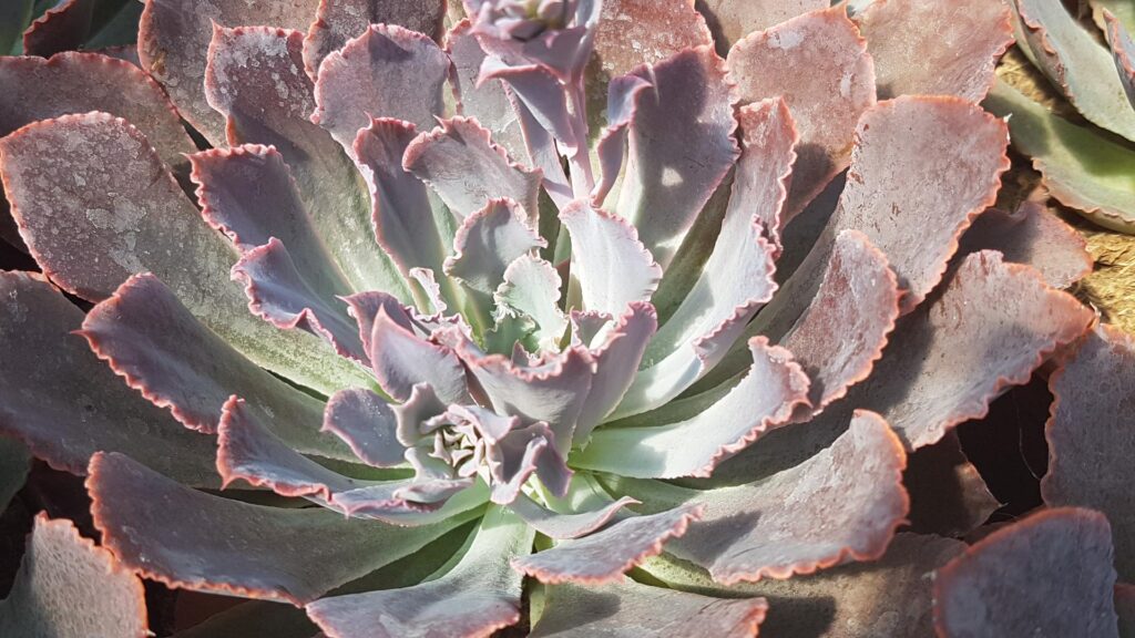 Echeveria Neon Breakers