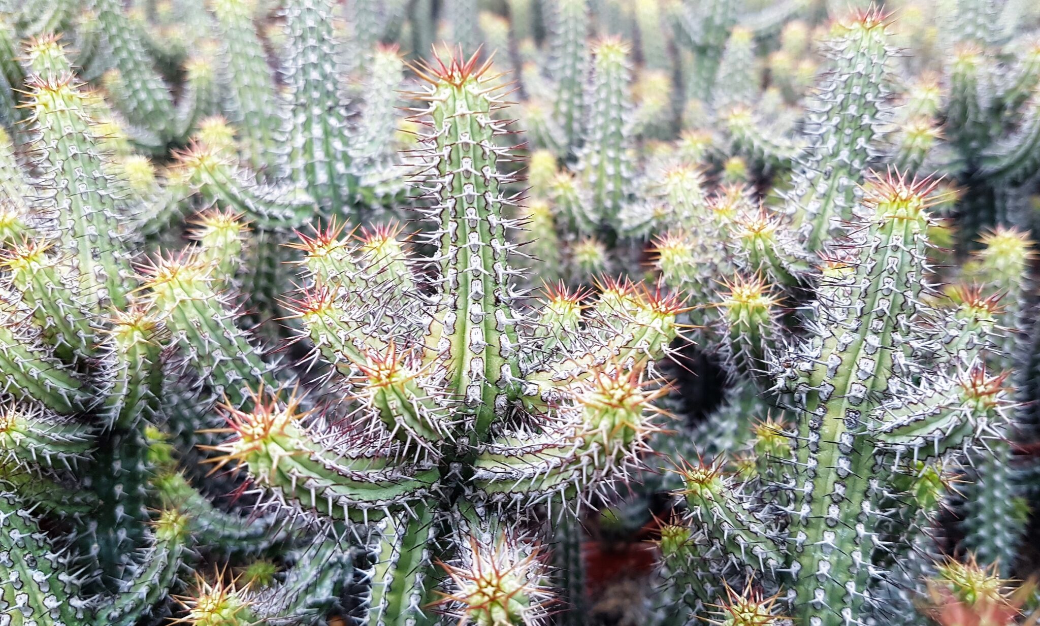 <h3><a href="https://www.cactusmania.live/piante/famiglie/euphorbiaceae/">Euphorbiaceae</a></h3>