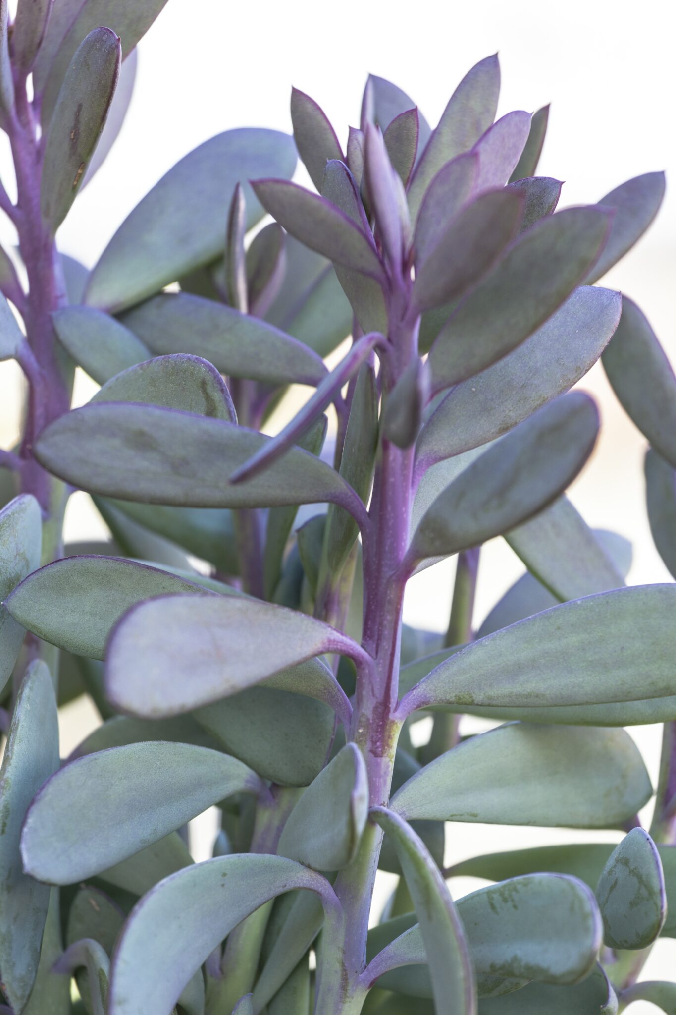 Senecio crassissimus Senecio crassissimus