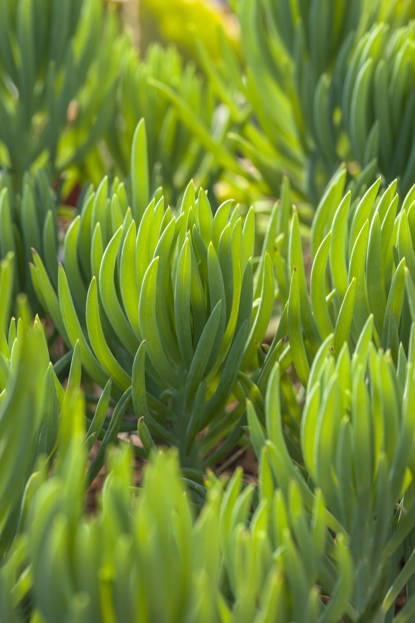 Senecio talinoides Senecio talinoides