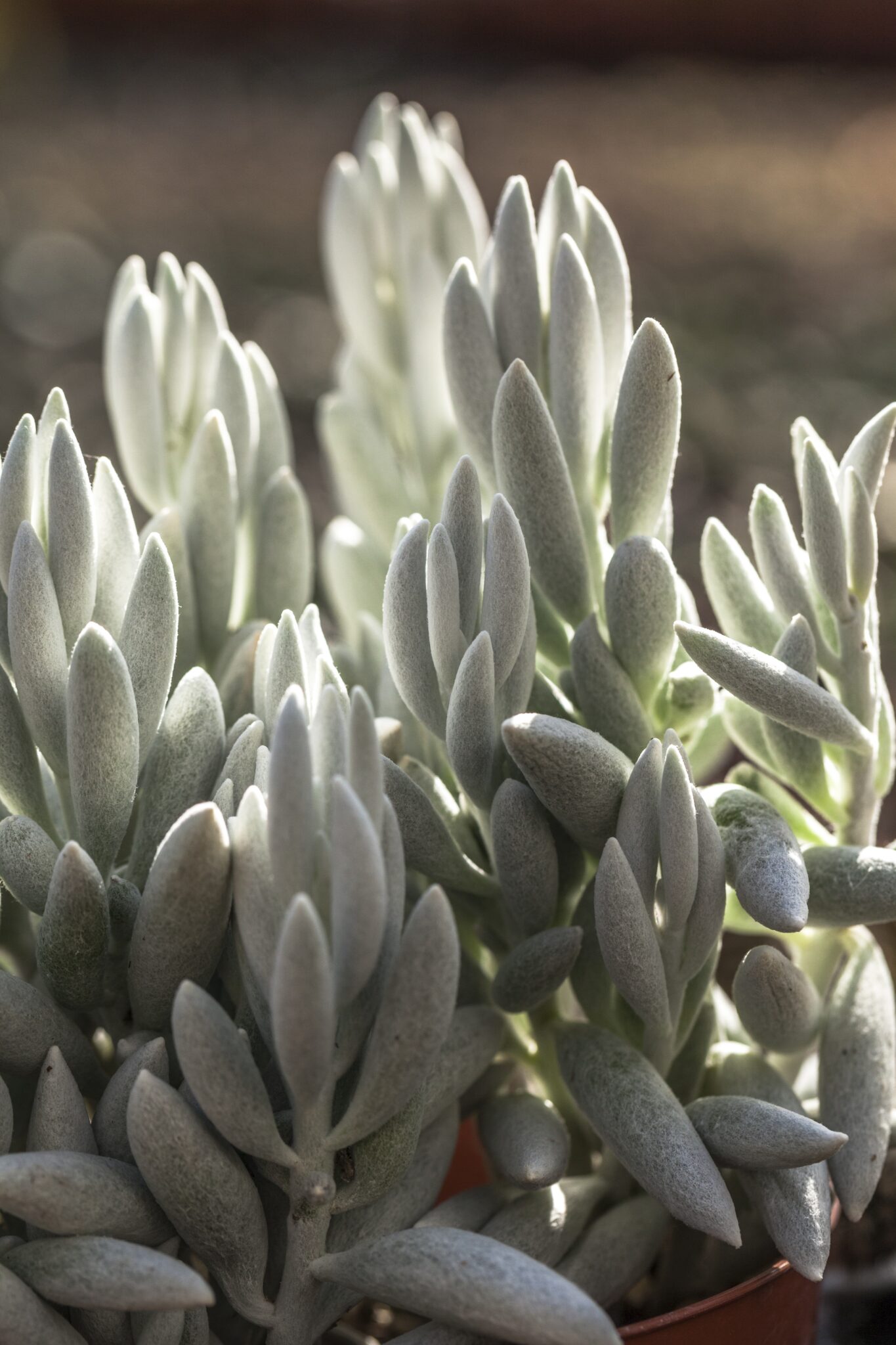 Senecio hawortii Senecio hawortii