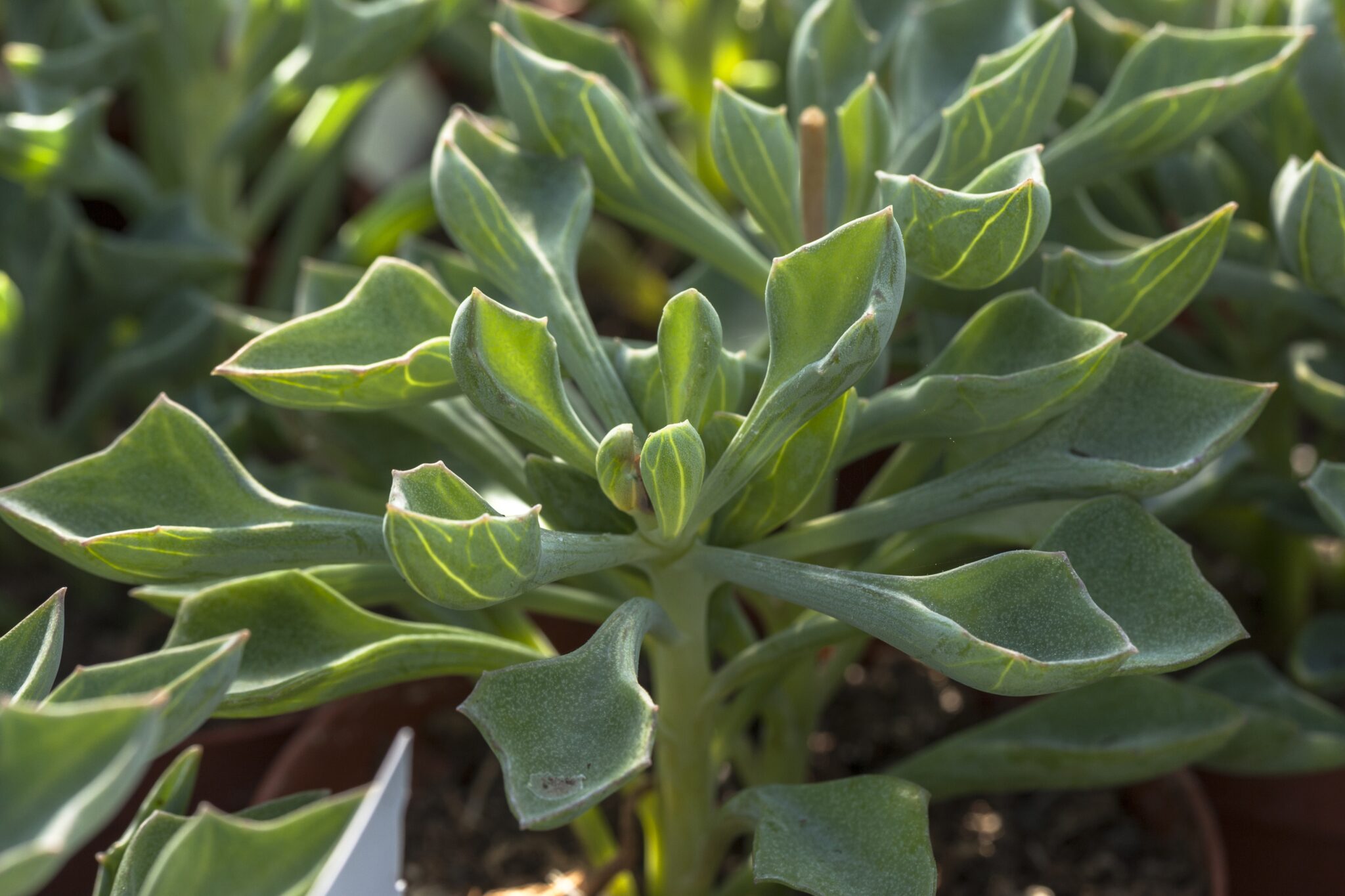 Senecio kleiniiformis Senecio kleiniiformis