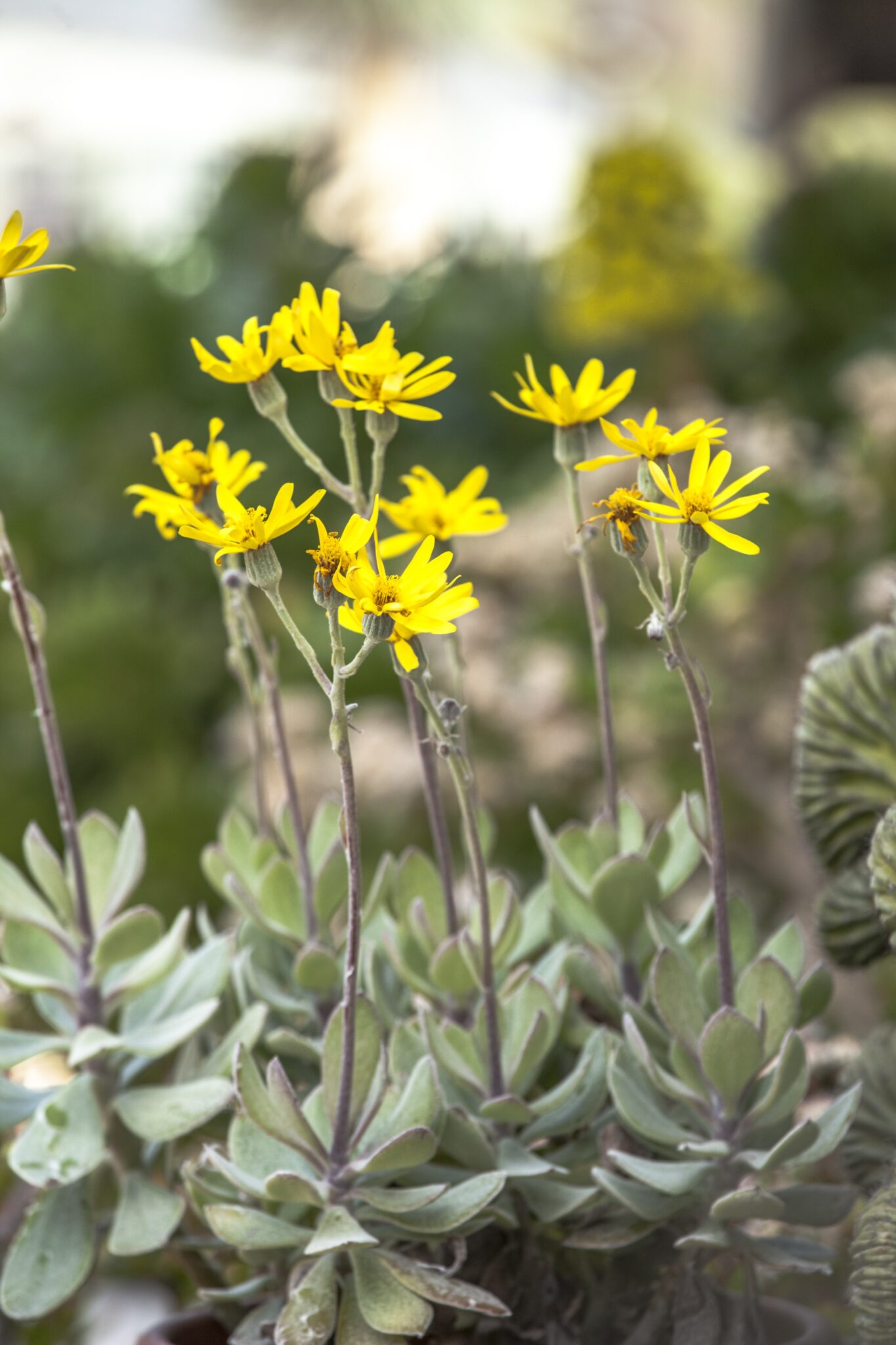 Senecio medley-woodii Senecio medley-woodii