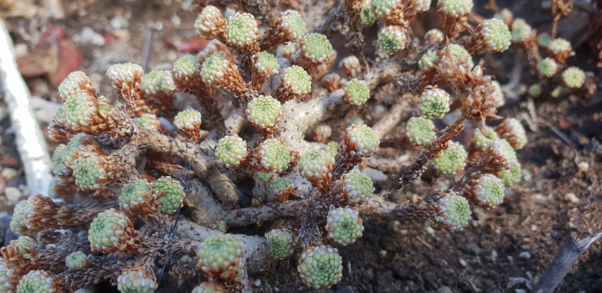 Senecio multiceps Senecio multiceps