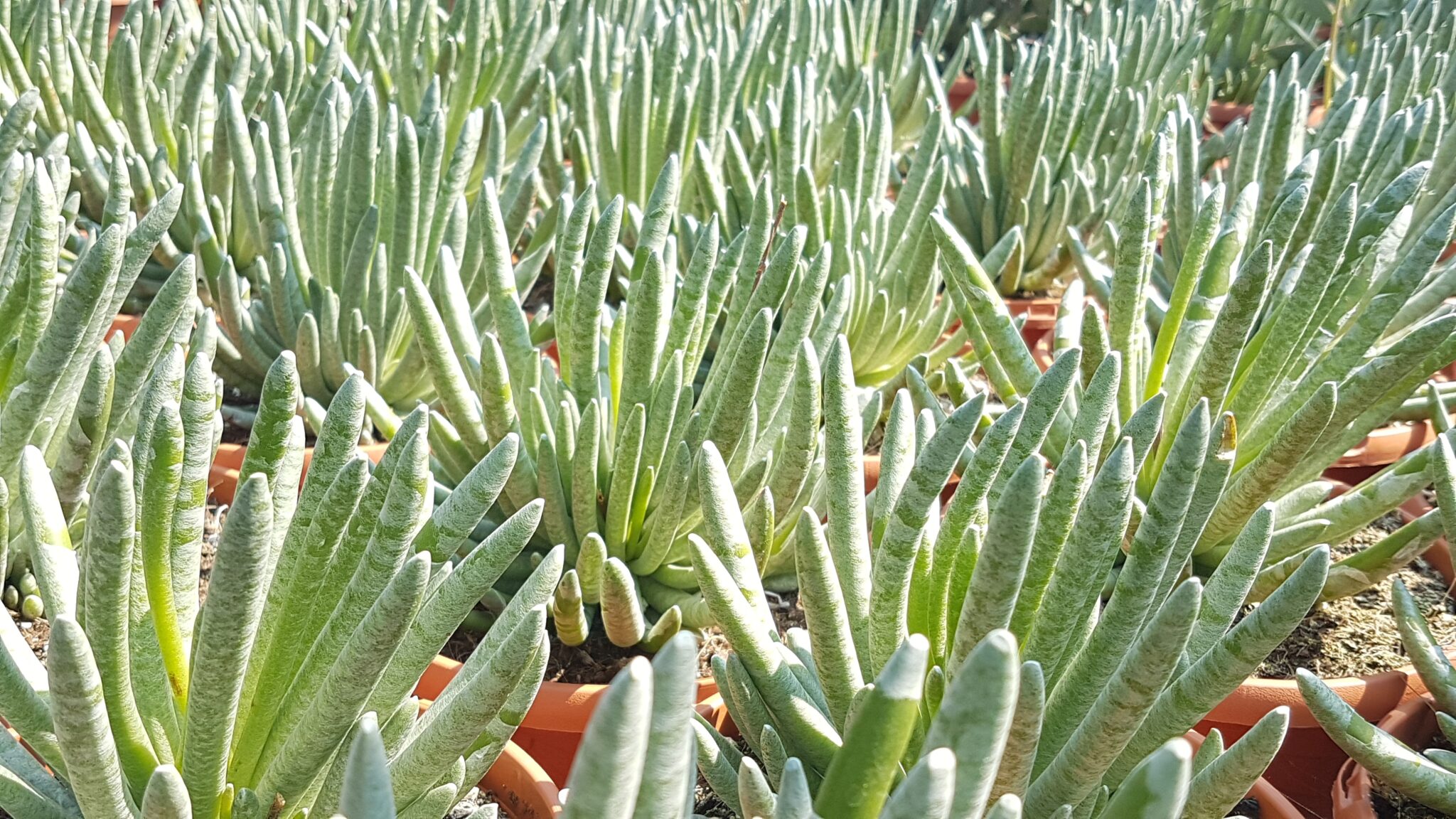 Senecio scaposus Senecio scaposus