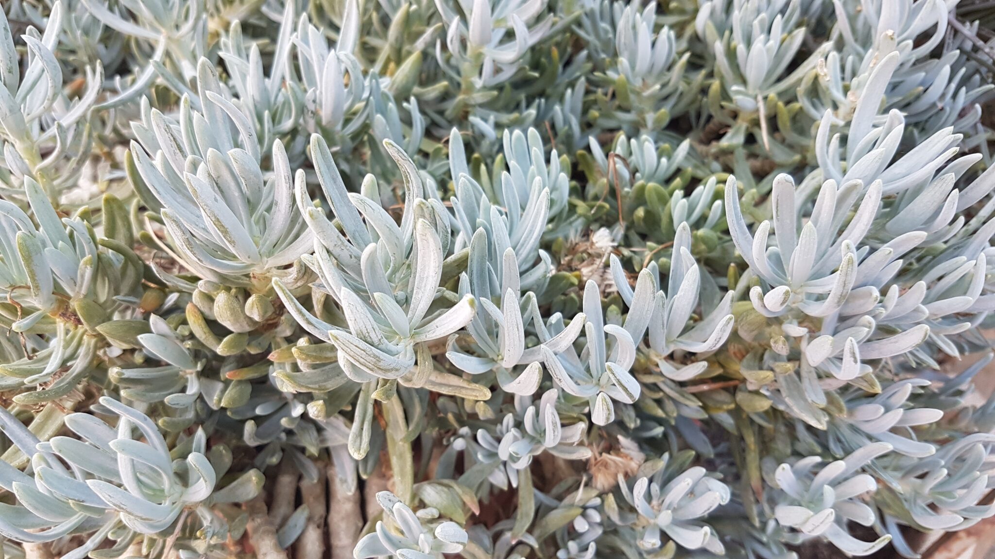 Senecio serpens Senecio serpens