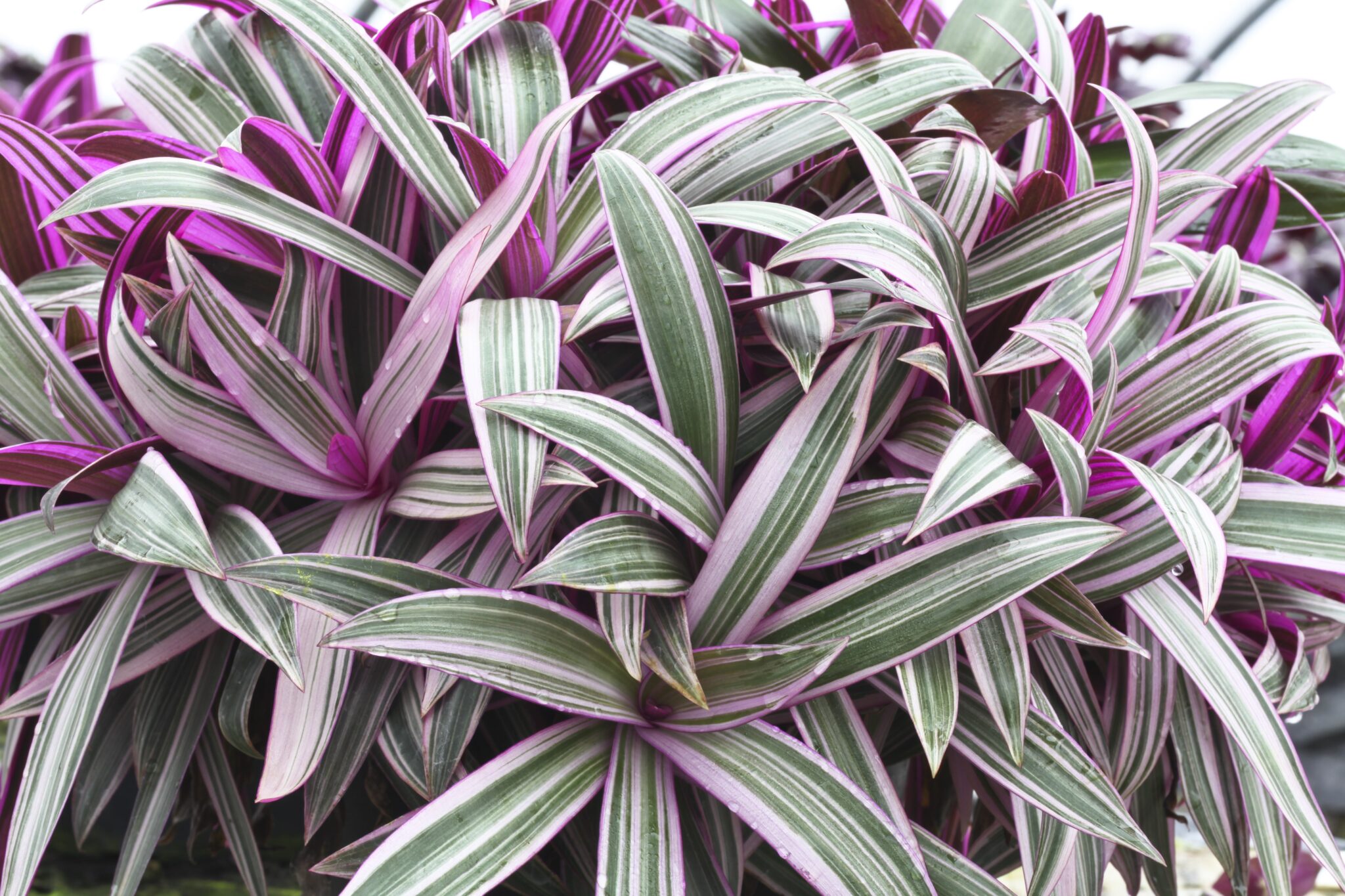 <h3><a href="https://www.cactusmania.live/piante/famiglie/commelinaceae/">Commelinaceae</a></h3>