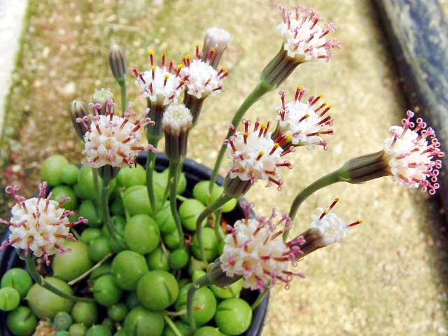 Senecio rowleianus vaso ø 14 con etichetta con nome botanico - immagine 2