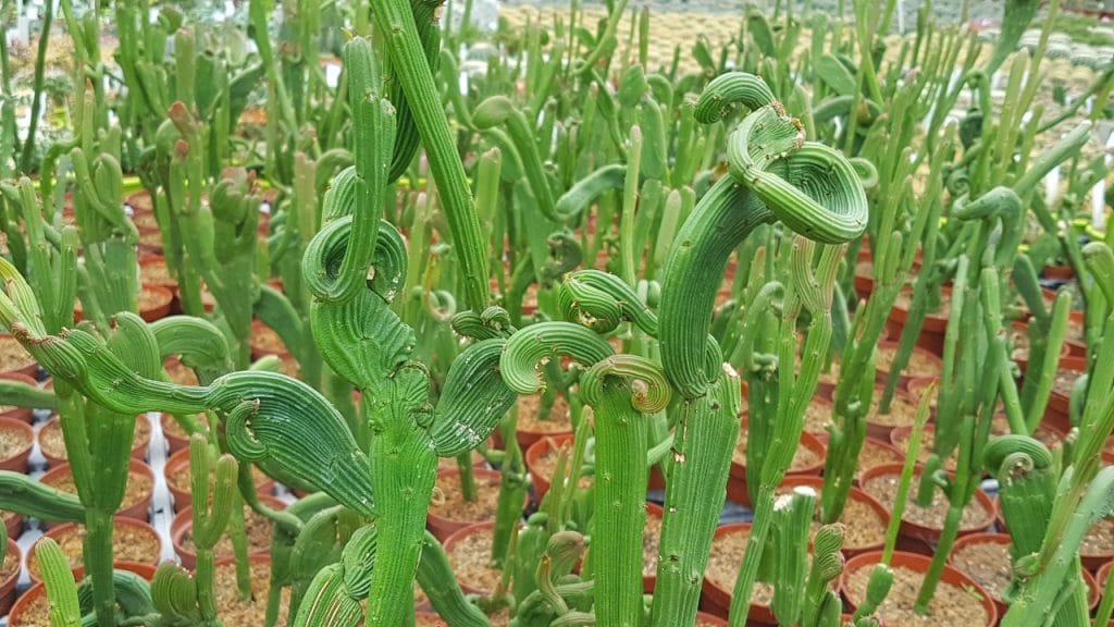 Euphorbia sipolisi crestata