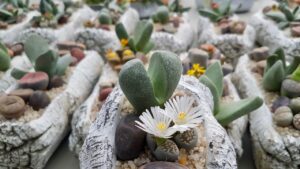 Composizioni Aizoaceae